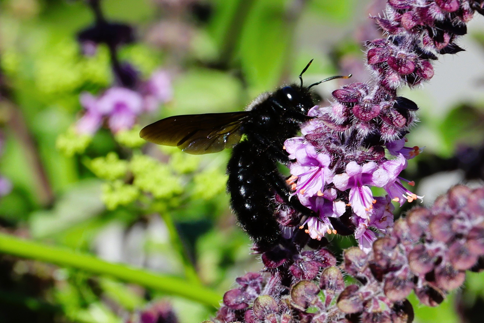 Xylocopa violacea