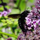 Xylocopa violacea