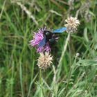 Xylocopa violacea