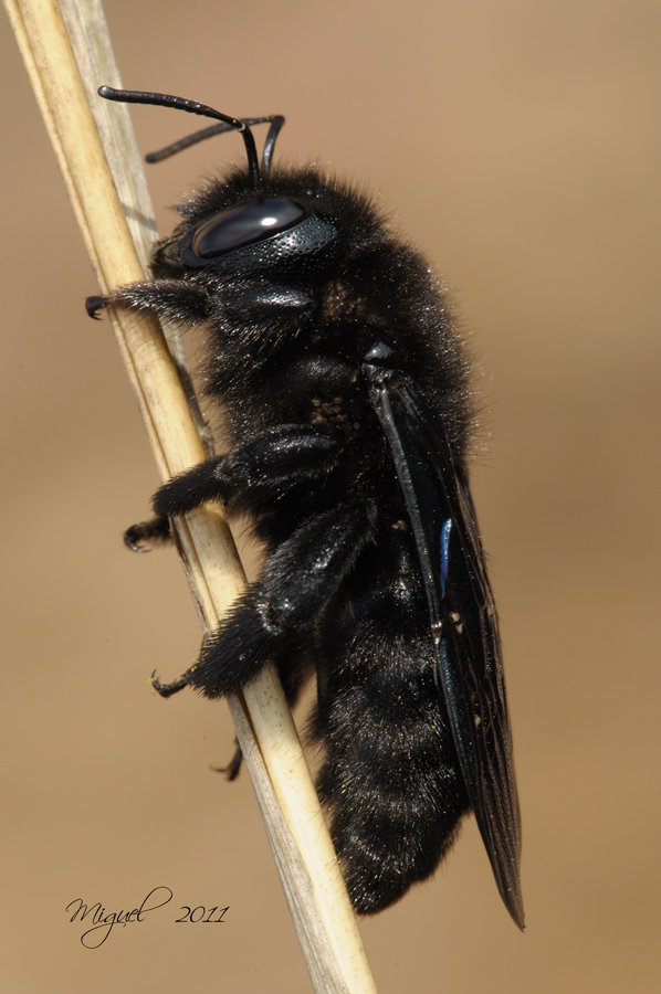 Xylocopa violacea