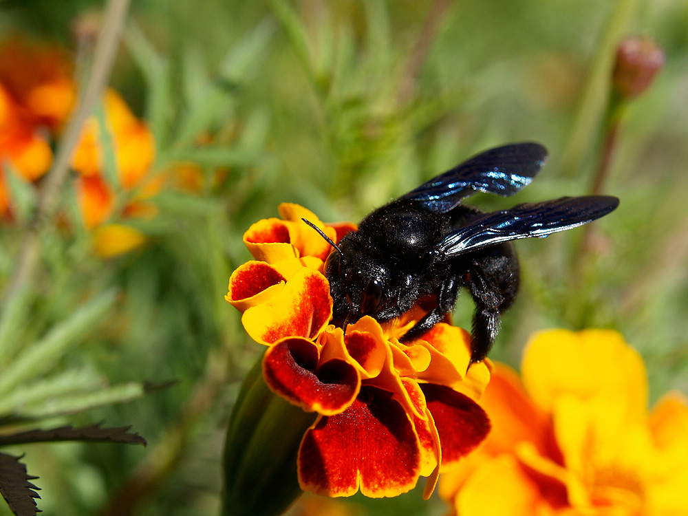 Xylocopa violacea