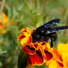 Xylocopa violacea