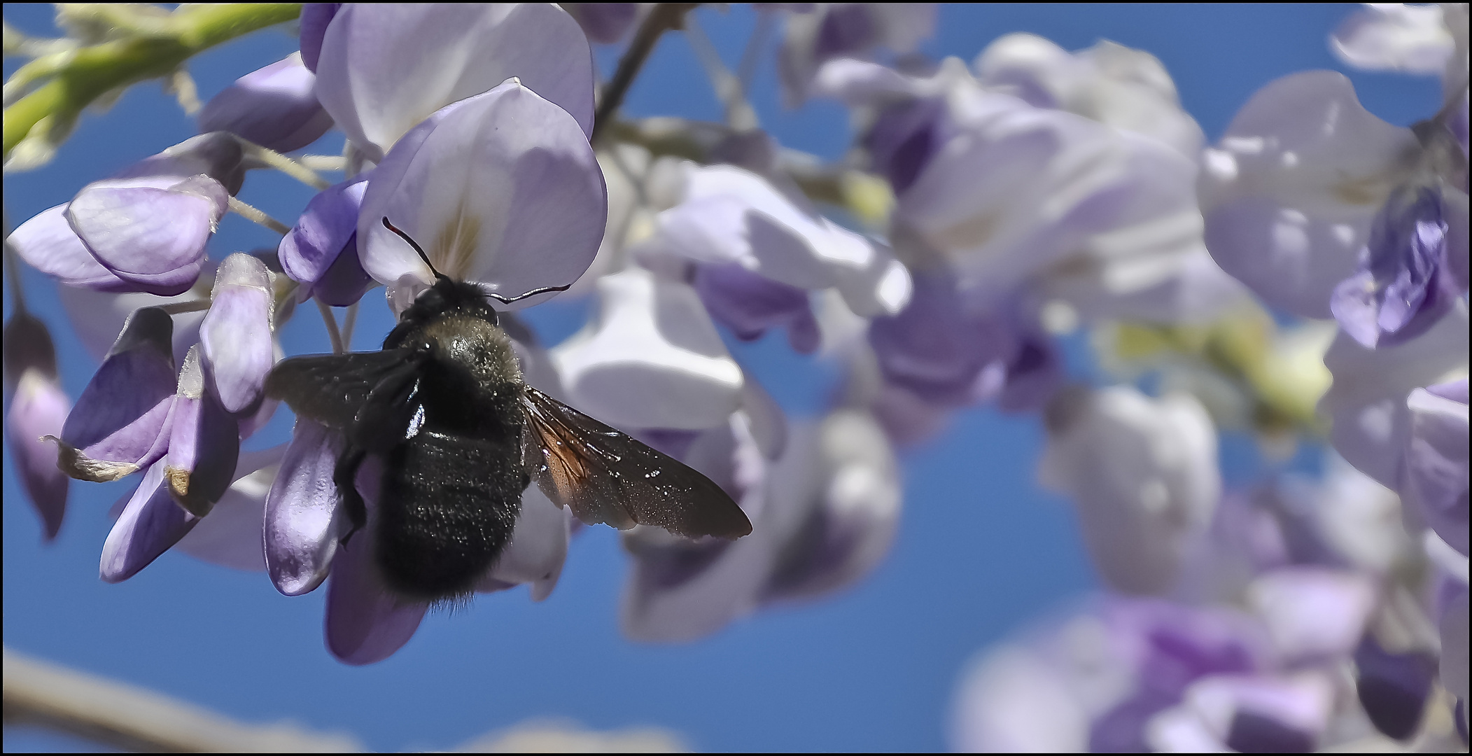 Xylocopa violacea (ape legnaiola)