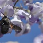 Xylocopa violacea (ape legnaiola)