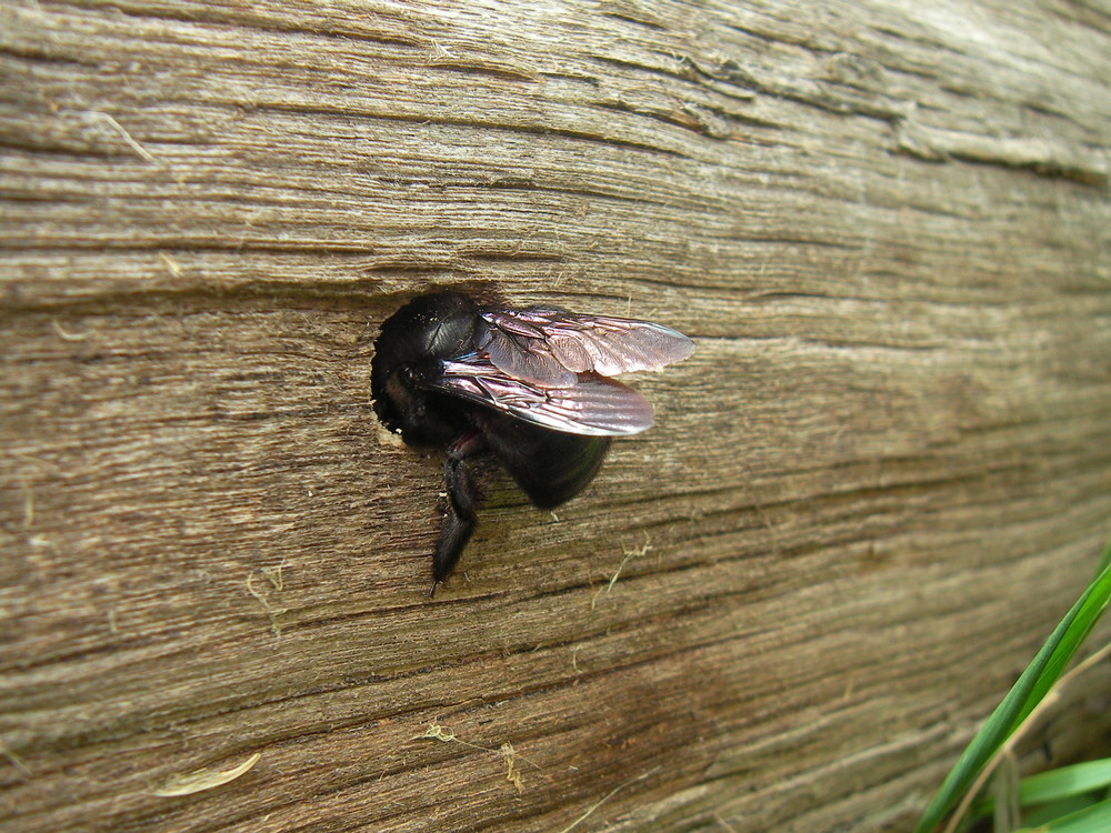 Xylocopa violacea beim Nestbau