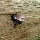 Xylocopa violacea beim Nestbau