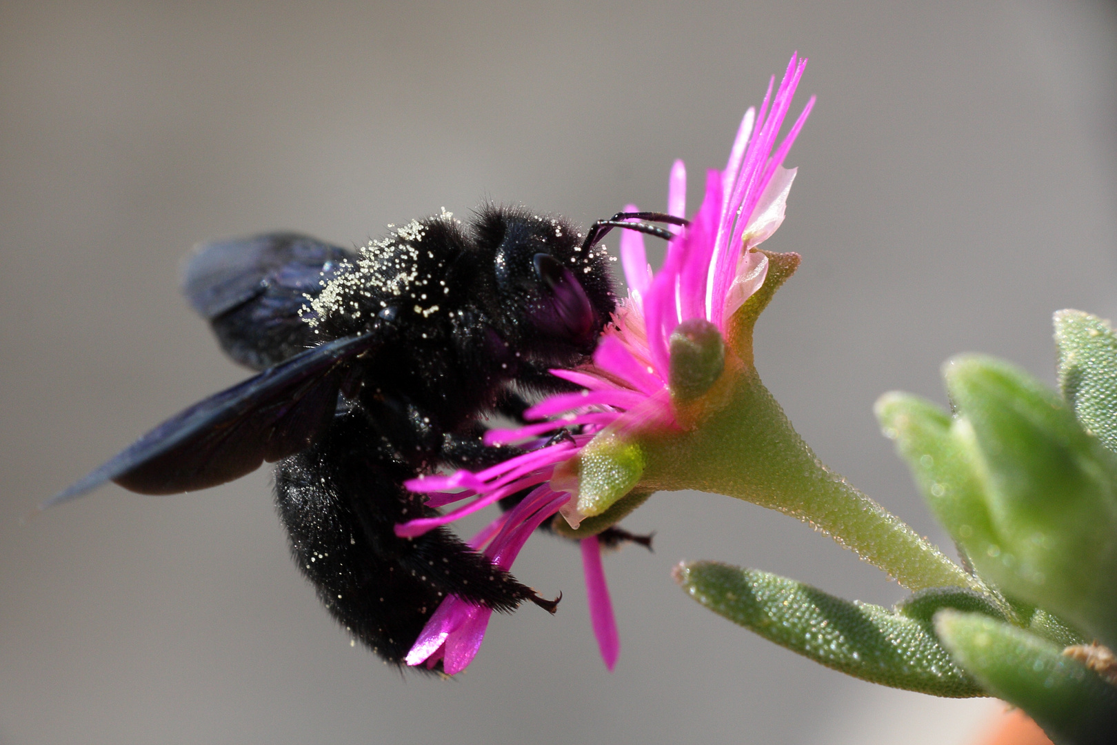 Xylocopa violacea - calabrone nero