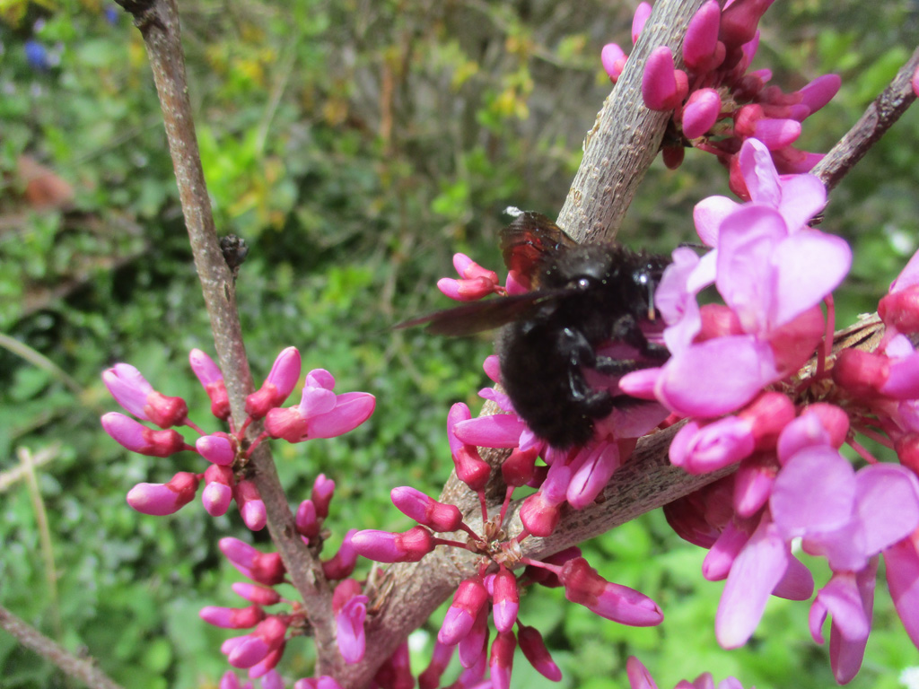  Xylocopa violacea. große (blaue) Holzbiene