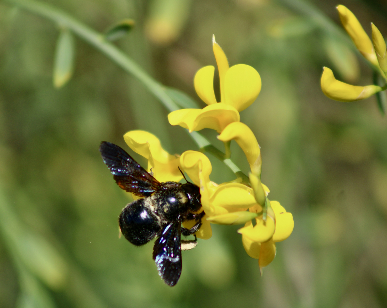 ...Xylocopa violet !!!...