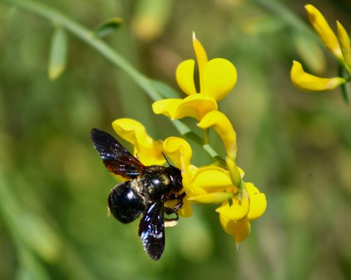 ...Xylocopa violet !!!...