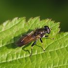 Xylota segnis - Gemeine Langbauchschwebfliege