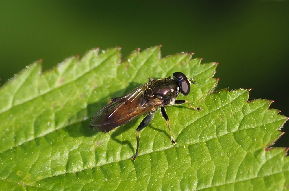 Xylota segnis - Gemeine Langbauchschwebfliege