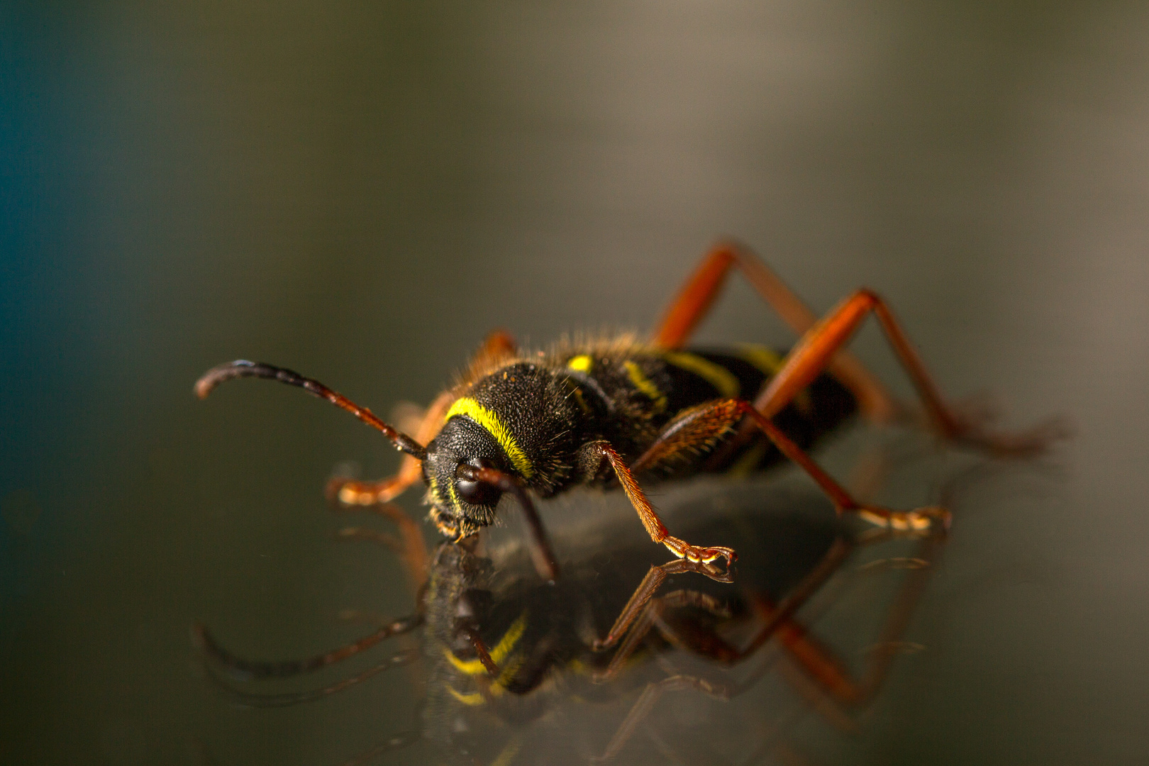 Xylotrechus arvicola Sauerkirschen Widderbock