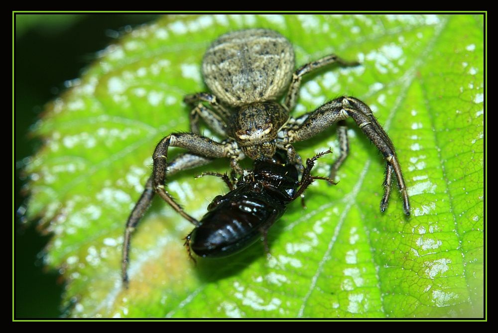 Xysticus audax