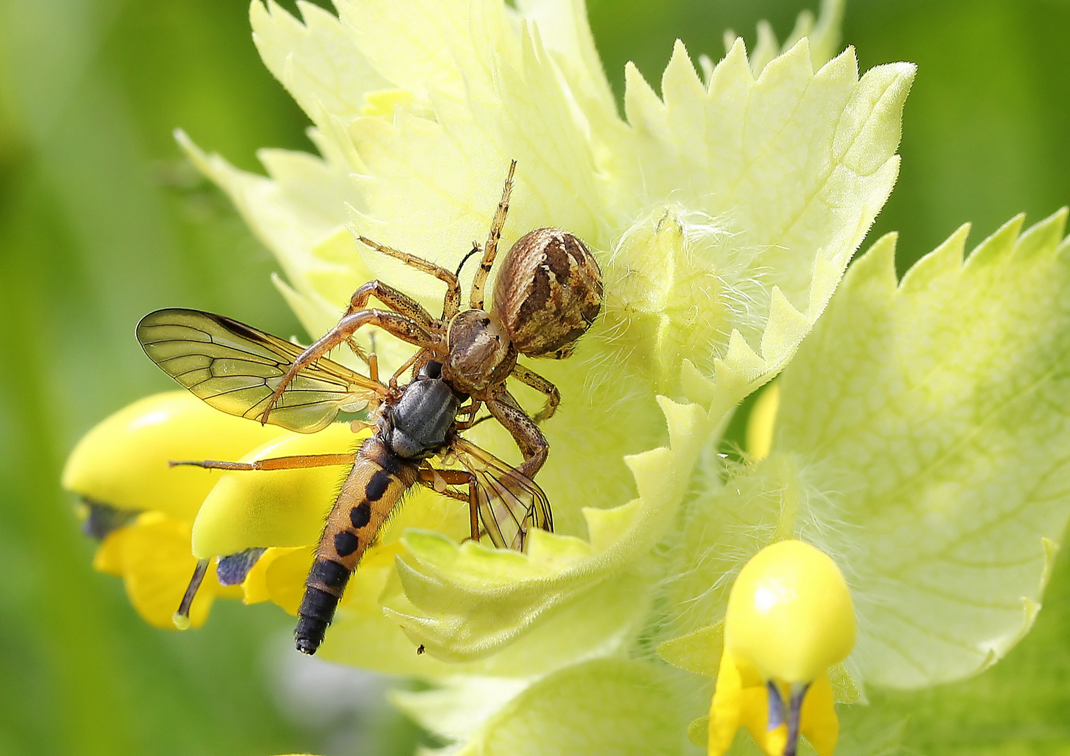 Xysticus audax