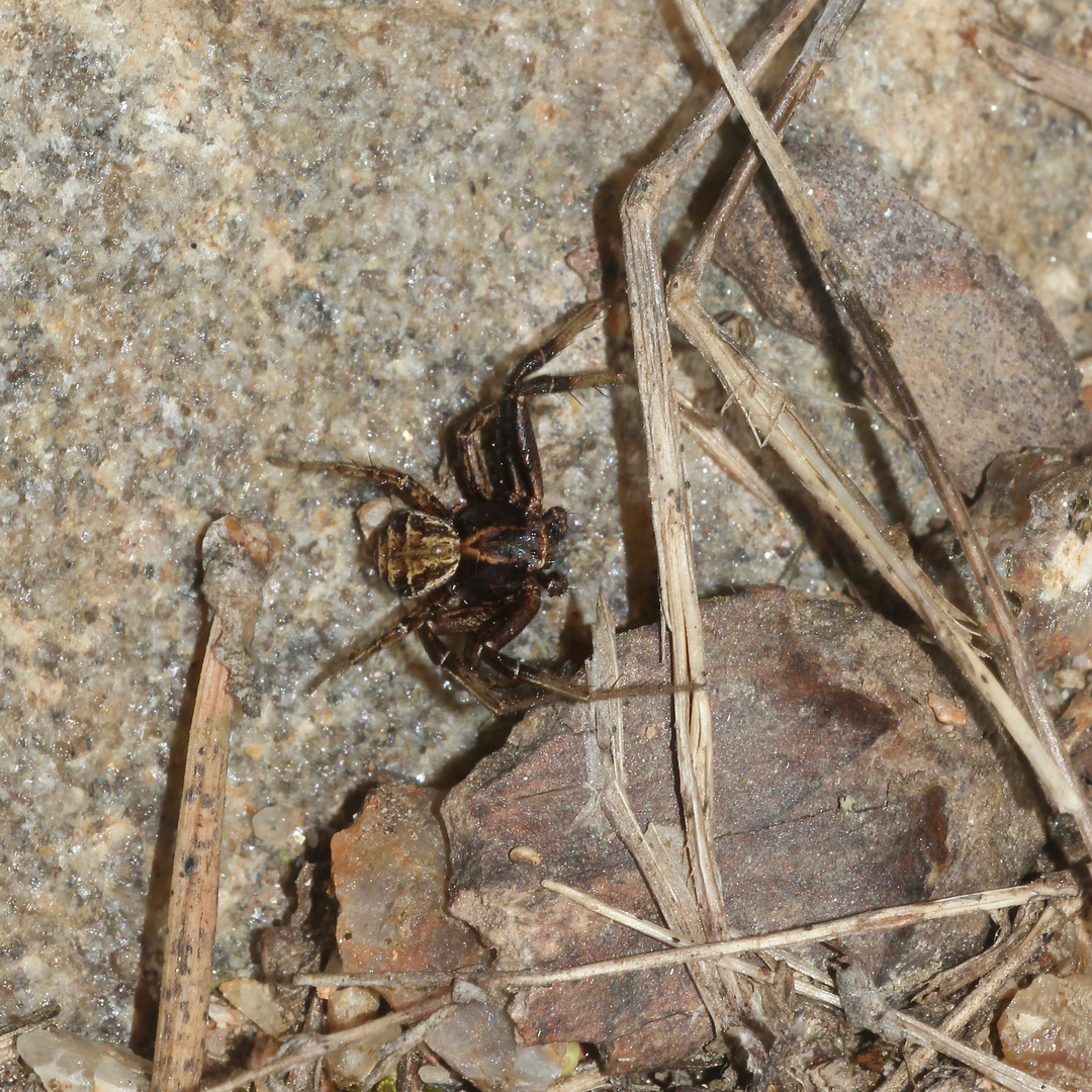 Xysticus cristatus gehört ebenfalls zur großen Familie der Krabbenspinnen (Thomisidae)