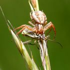 Xysticus cristatus, Krabbenspinne erbeutet Weichwanze