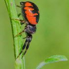 Xysticus cristatus (ragno Napoleone o granchio)