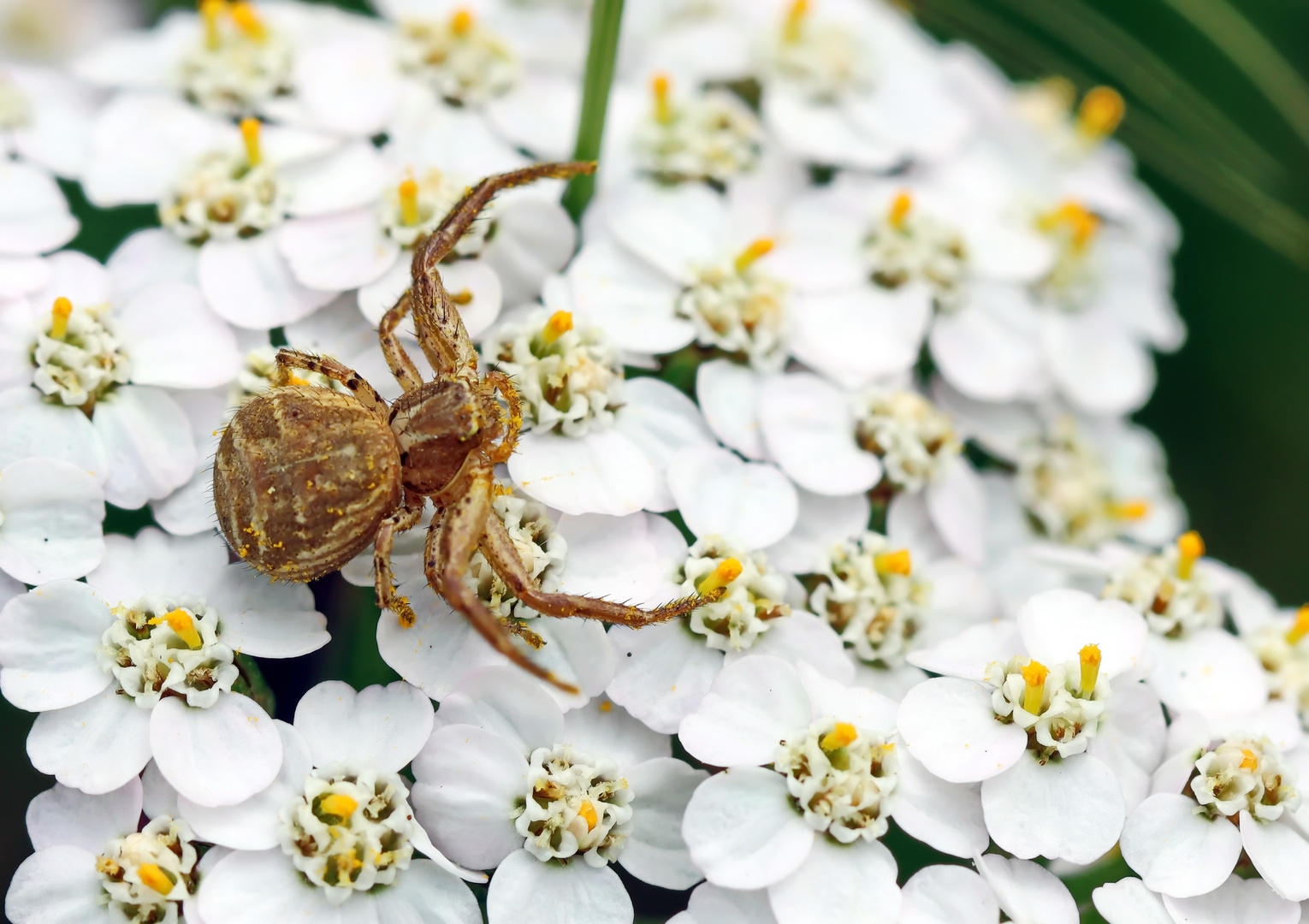 Xysticus croceus Foto & Bild natur, tiere, wildlife Bilder auf