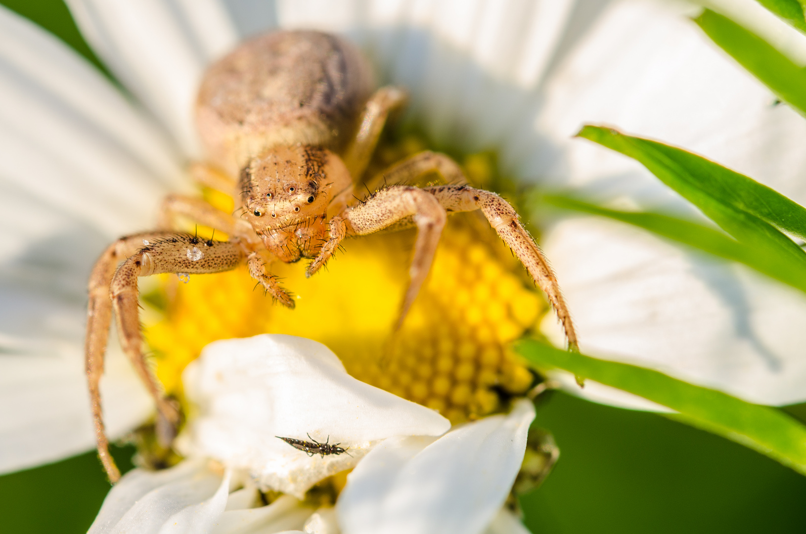 Xysticus lauert auf Beute.