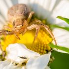 Xysticus lauert auf Beute.