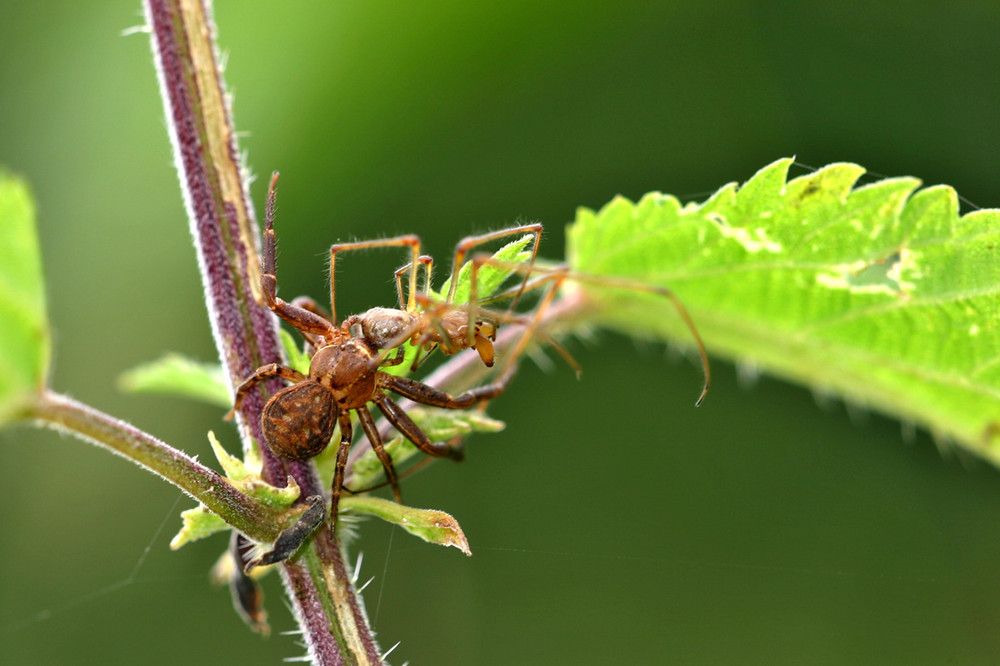 Xysticus sp, de la famille des Thomises