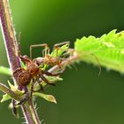 Xysticus sp, de la famille des Thomises