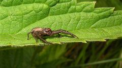 Xysticus sp., eine Spinne aus der Familie der Krabbenspinnen (Thomisidae). Bild 3 - frontal