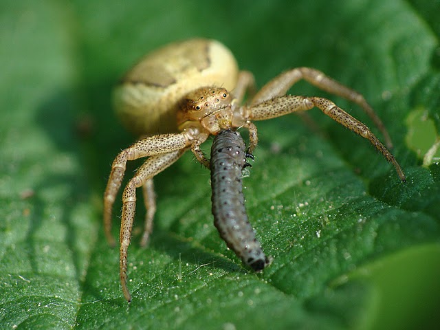 Xysticus ulmi