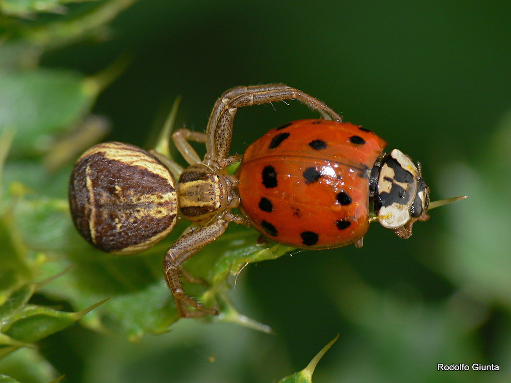 Xysticus ulmi