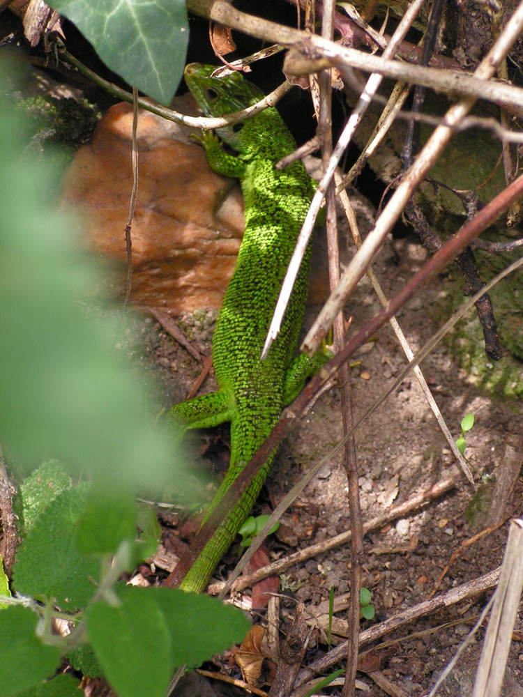 y a comme un lézard