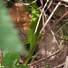 y a comme un lézard