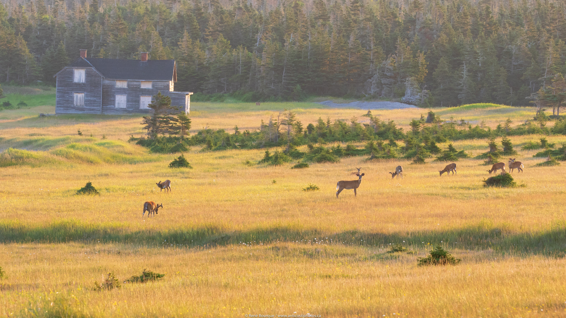 Y a du chevreuils à la Baie-Sainte-Claire !