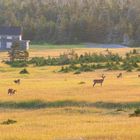 Y a du chevreuils à la Baie-Sainte-Claire !