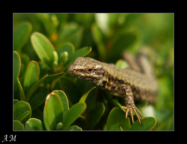 y a un lézard?