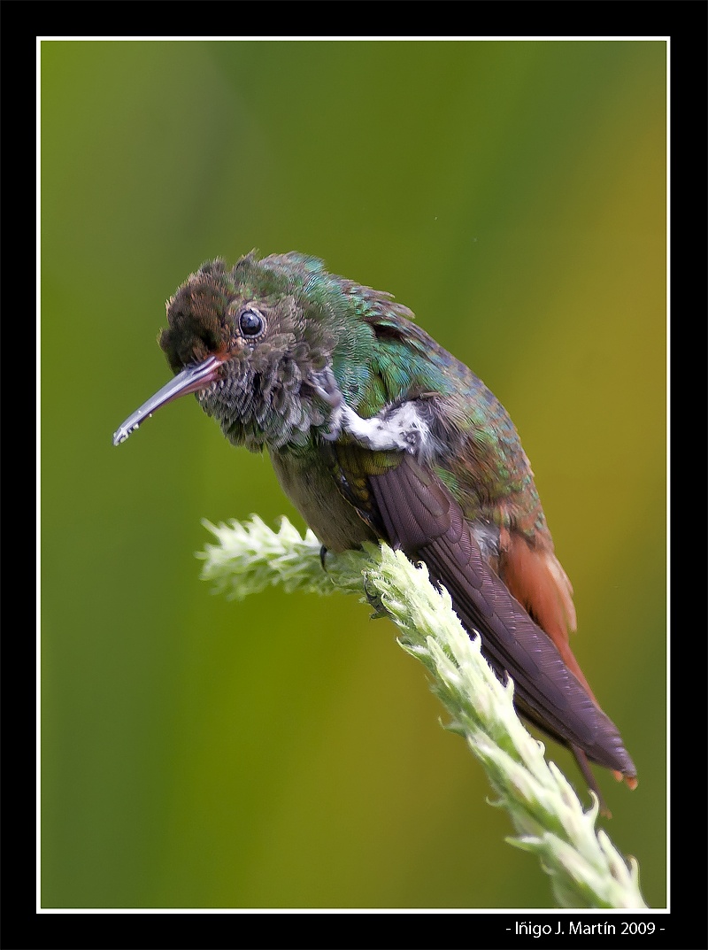 Y CÓMO NO, UN COLIBRI