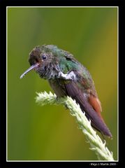 Y CÓMO NO, UN COLIBRI