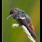 Y CÓMO NO, UN COLIBRI