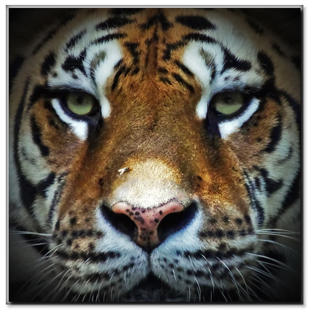Y comme ....les yeux du tigre....