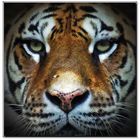 Y comme ....les yeux du tigre....