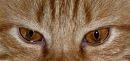 Y...... comme Yeux de chat de Josiane FERRET 