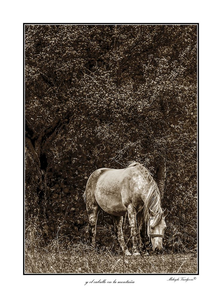 y el caballo en la montana2