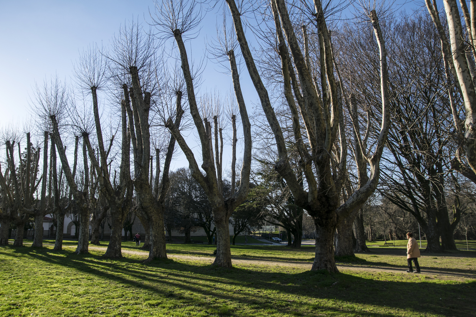 Y el  crudo invierno arrebató sus hojas