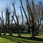 Y el  crudo invierno arrebató sus hojas