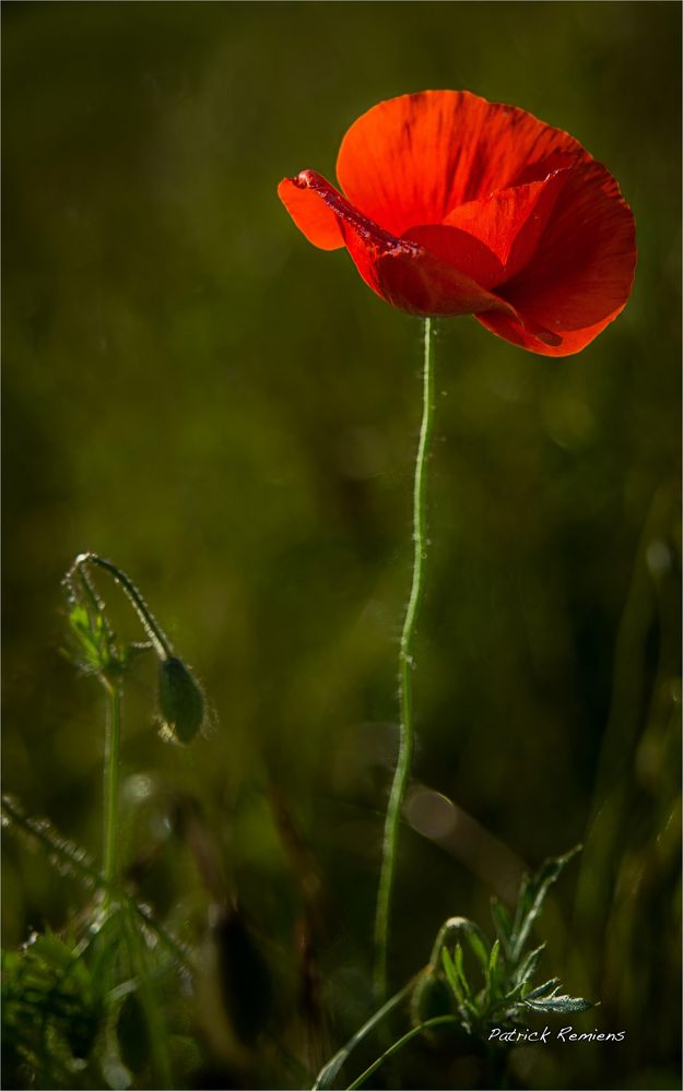 y en a marre des coquelicots