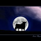 Y ese Toro..que sigue Enamorao de la Luna