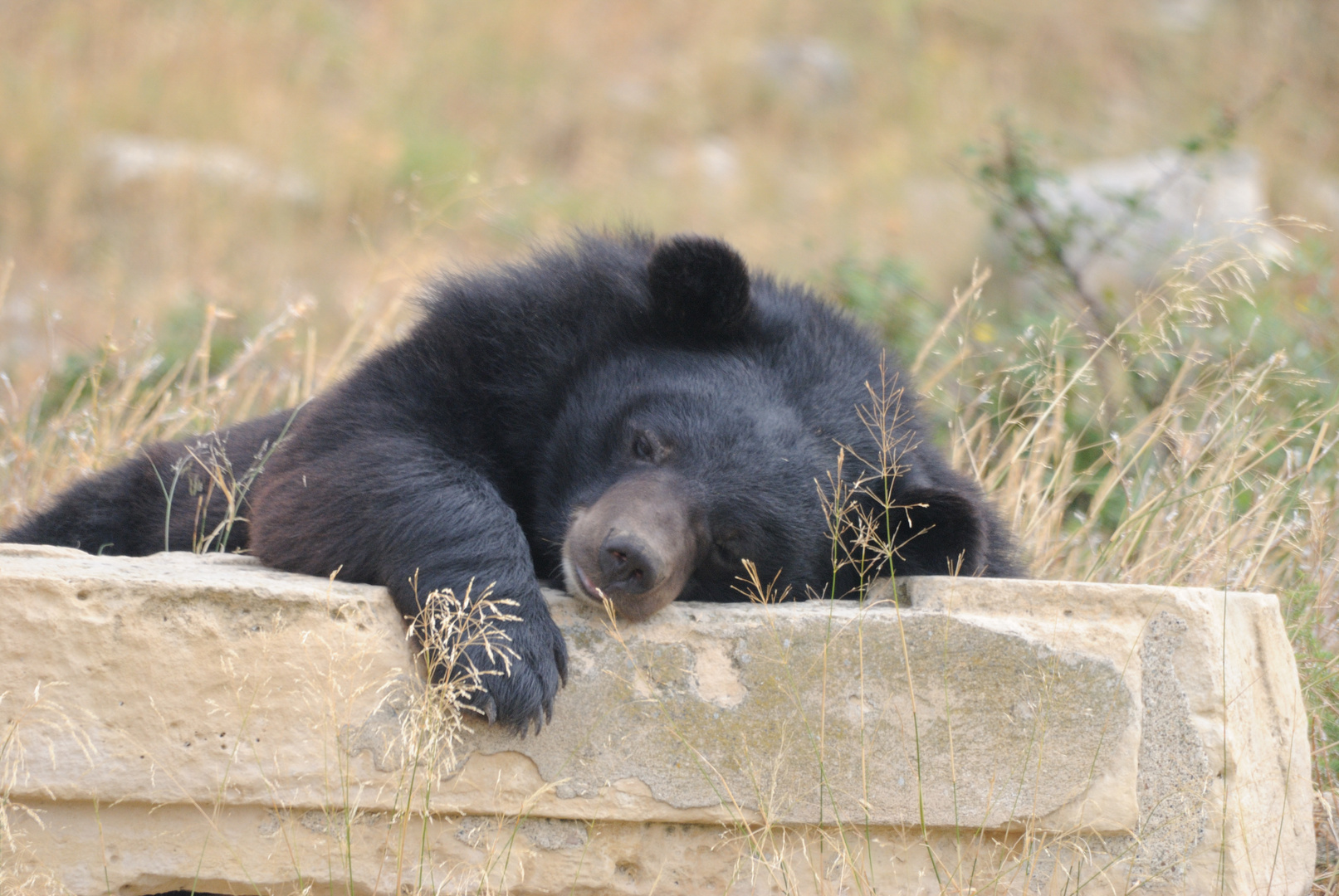 y fait trop chaud...