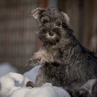 Y-Litter Miniatur-Schnauzer 8 weeks