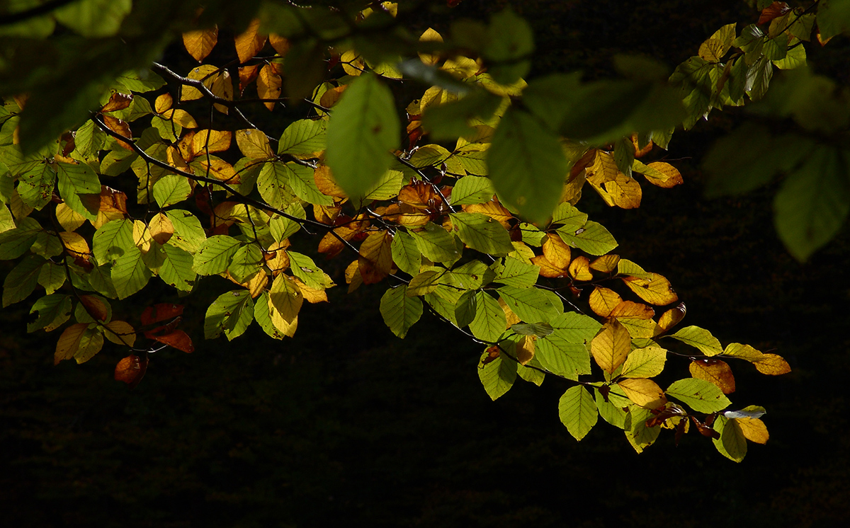 Y LLEGO EL OTOÑO