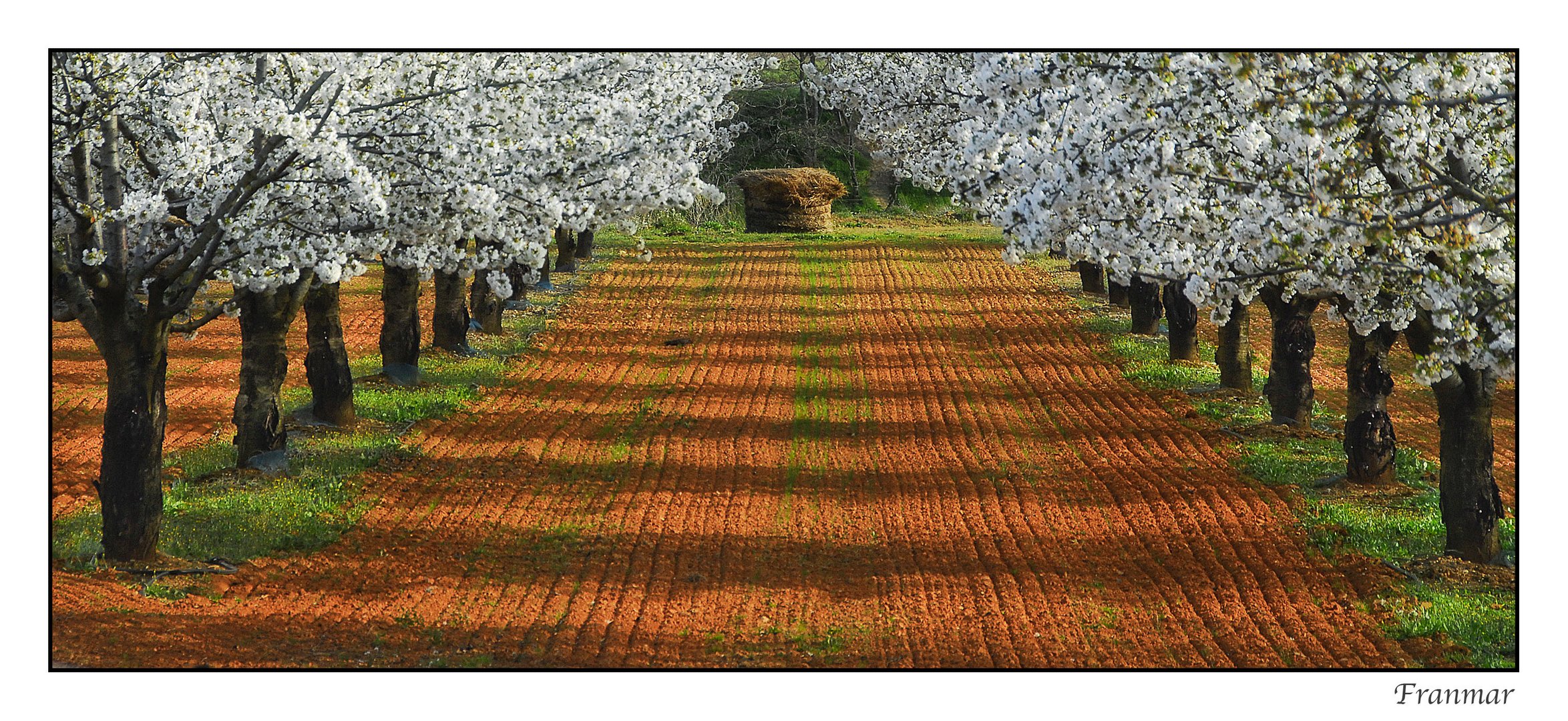 Y llegó la floración...